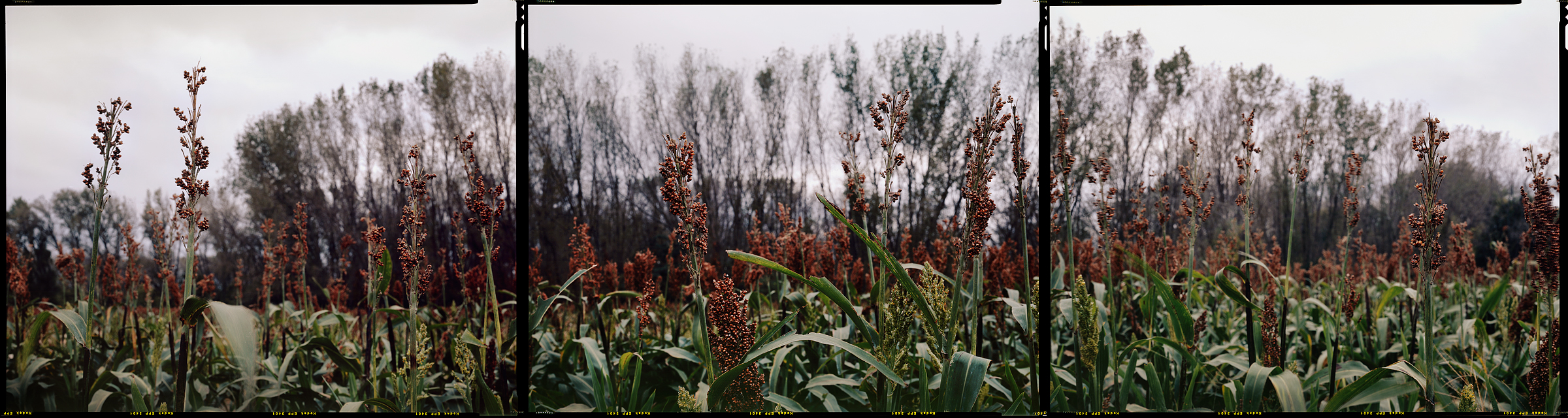 Webber, Kansas, 2007