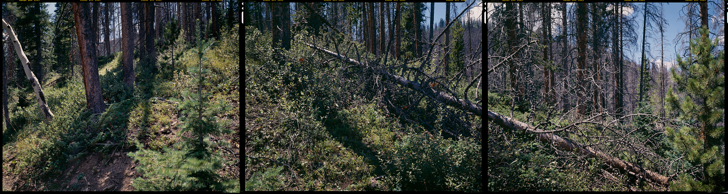 Arapaho National Forest, Granby, Colorado, 2012