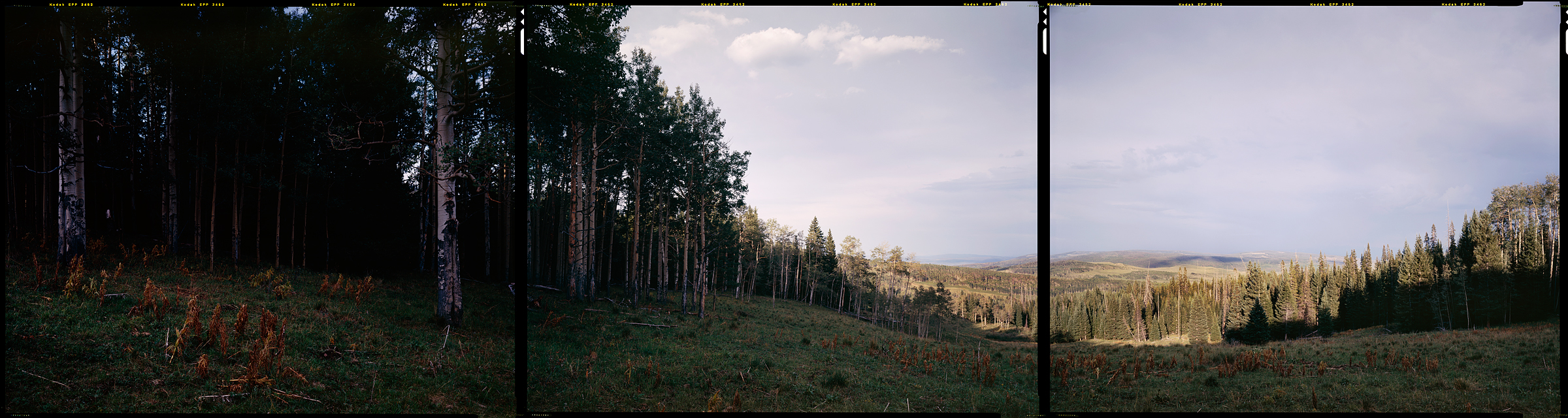 Routt National Forest, Toponas, Colorado, 2012