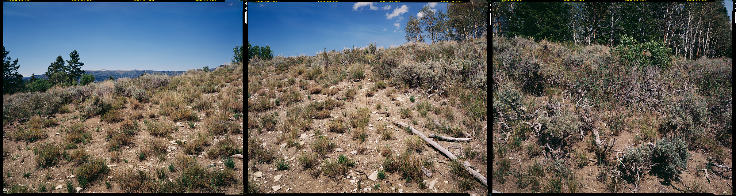 Uinta-Wasatch-Cache National Forest, Heber City, Utah, 2012
