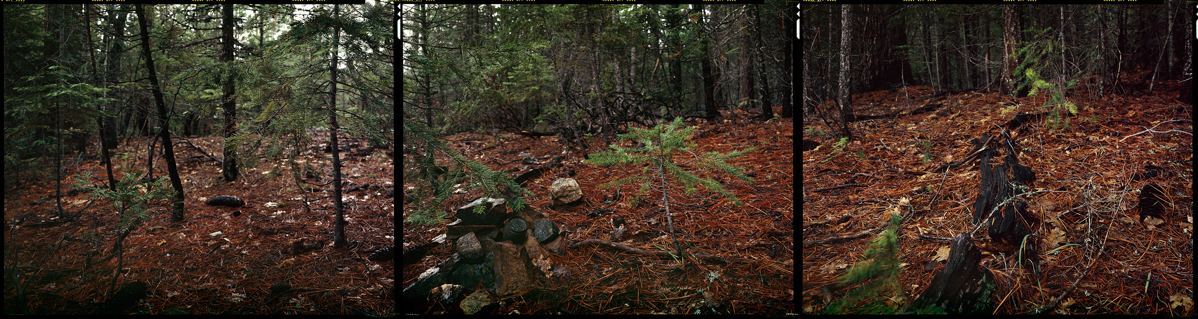 Plumas National Forest, Quincy, California, 2012