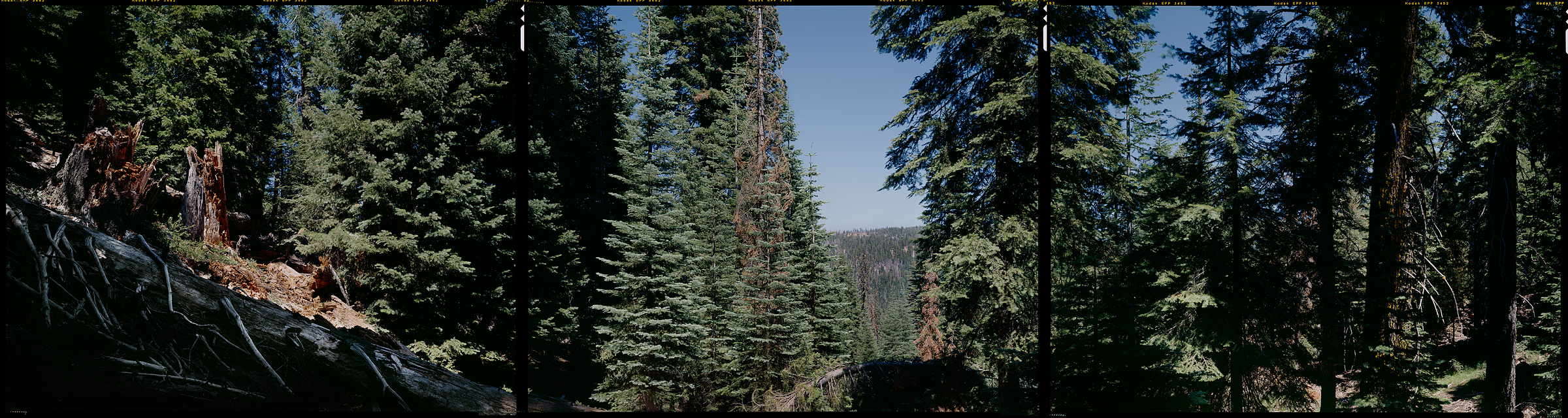 Mendocino National Forest, Colevo, California, 2012