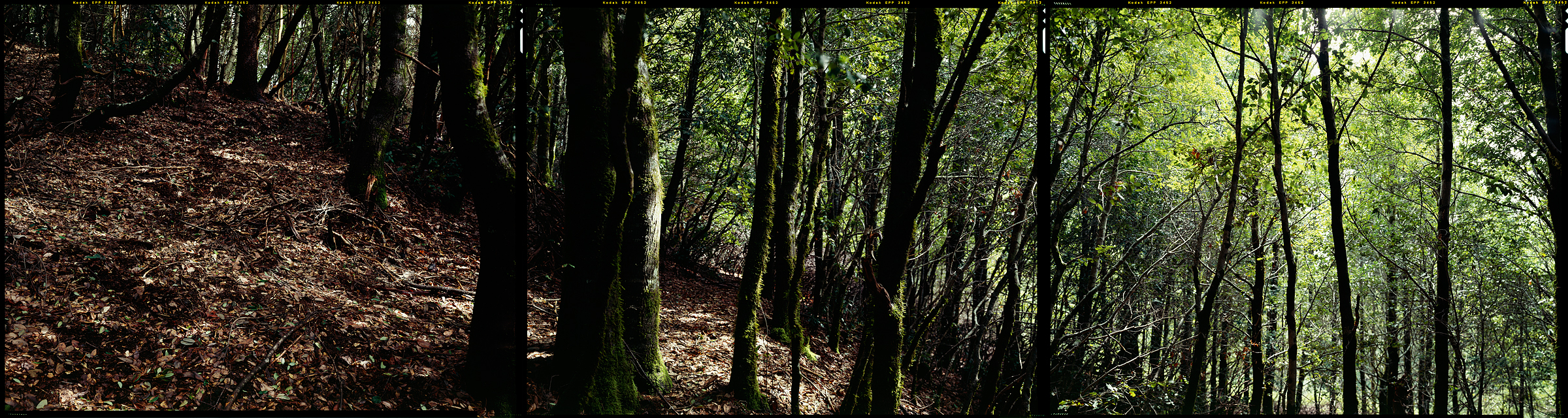 Whitethorn, California, 2012